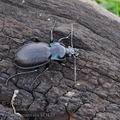 Carabus_nemoralis_bf3139