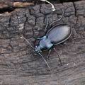 Carabus_nemoralis_bf3140