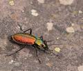 Carabus_rutilans_bh0841