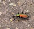 Carabus_rutilans_bh0850