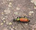 Carabus_rutilans_bh0854