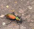 Carabus_rutilans_bh0856