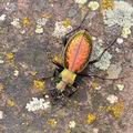 Carabus_rutilans_bh0862