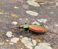 Carabus_rutilans_bh0864