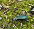 Carabus_scheidleri_bd4577