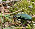 Carabus_scheidleri_bd4579