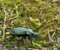 Carabus_scheidleri_bd4584