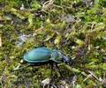 Carabus_scheidleri_bd4587