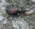 Carabus_sylvestris_ah7377
