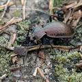 Carabus_sylvestris_ah7414