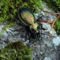 Carabus_transsylvanicus_dd4074