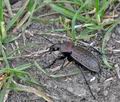 Carabus_ulrichii_bj3047