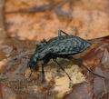 Carabus_variolosus_al4248