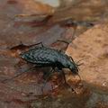 Carabus_variolosus_al4306