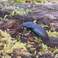 Carabus_violaceus_ag4676