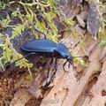 Carabus_violaceus_ag4680