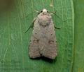 Caradrina_proxima_jh6537s