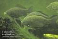 Carassius_auratus_fd2013