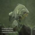 Carassius_auratus_fd2122