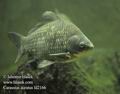 Carassius_auratus_fd2166