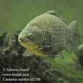 Carassius_auratus_fd2168