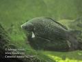 Carassius_auratus_fd2184