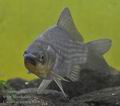 Carassius_auratus_hd0631