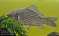 Carassius_auratus_hd0632