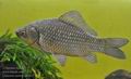 Carassius_auratus_hd0632