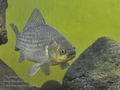 Carassius_auratus_hd0645