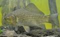 Carassius_auratus_hd0690