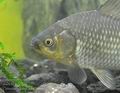 Carassius_auratus_hd0715