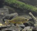 Carassius_carassius_hh5833