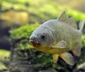 Carassius_carassius_hh5852