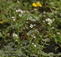 Cardamine_amara_aa6310