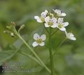 Cardamine_amara_aa6336