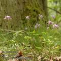 Cardamine_chelidonia_aa8700