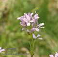 Cardamine_chelidonia_aa8723