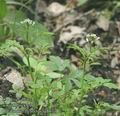 Cardamine_flexuosa_aa8673