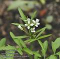 Cardamine_flexuosa_aa8684