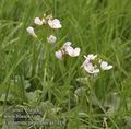 Cardamine_pratensis_aa7119