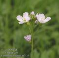 Cardamine_pratensis_aa7125