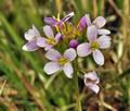 Cardamine_pratensis_bx0933