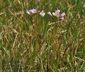 Cardamine_pratensis_bx0940