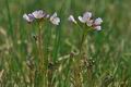 Cardamine_pratensis_bx0944