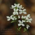 Cardamine_trifolia_ak2874