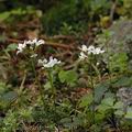 Cardamine_trifolia_ak2910