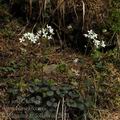 Cardamine_trifolia_ak2924