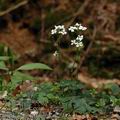 Cardamine_trifolia_ak2947