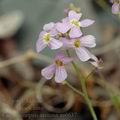 Cardaminopsis_arenosa_aa6637